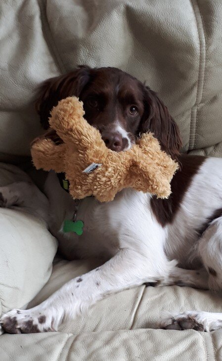 Spaniel and bear